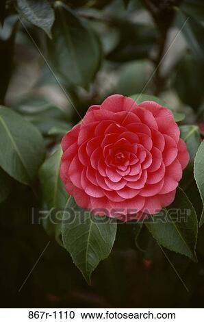 Stock Image - Close-up of a Camellia. Fotosearch