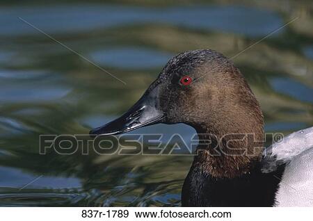 Close-up of a Canvasback Duck floating on water (Aythya valisineria) View Large Photo Image Stock Photo - Close-up of a Canvasback Duck floating on water (Aythya valisineria). Fotosearch
