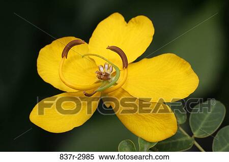 Close-up of a cassia flower View Large Photo Image Stock Photography - Close-up of a cassia flower. Fotosearch