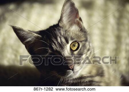 Close-up of a cat looking up View Large Photo Image Stock Image - Close-up of a cat looking up. Fotosearch