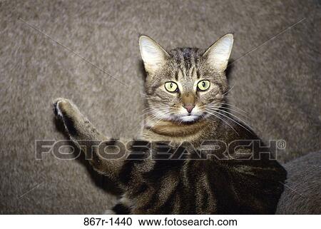 Stock Image - Close-up of a cat. Fotosearch