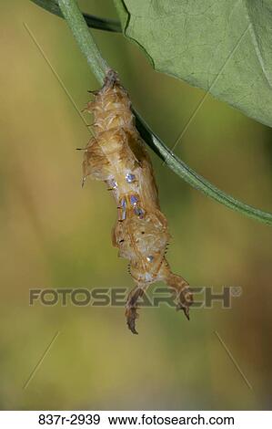 Stock Photo - Close-up of a caterpillar of a Zebra Longwing Butterfly climbing on a twig (Heliconius charitonius). Fotosearch