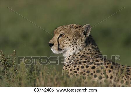 Close-up of a cheetah in a grassy field View Large Photo Image Stock Photography - Close-up of a cheetah in a grassy field. Fotosearch