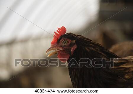 Close-up of a chicken in its coop, Virginia, USA View Large Photo Image Picture - Close-up of a chicken in its coop, Virginia, USA. Fotosearch