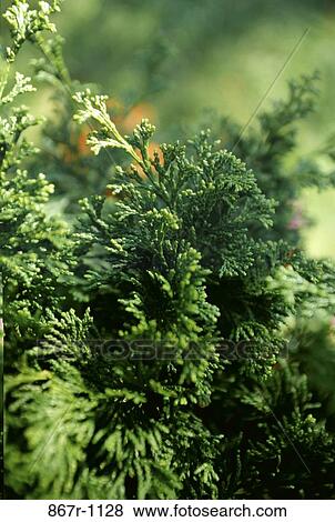 Close-up of a cypress tree View Large Photo Image Stock Photo - Close-up of a cypress tree. Fotosearch