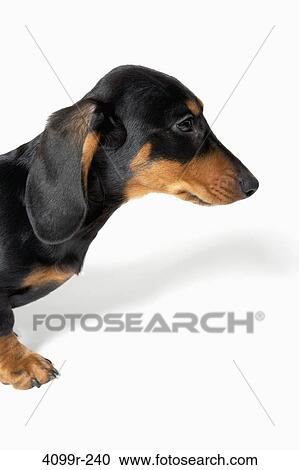 Stock Image - Close-up of a Dachshund puppy. Fotosearch