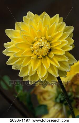 Stock Photo - Close-up of a dahlia flower. Fotosearch