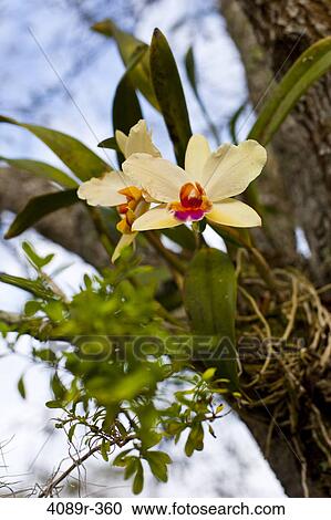 Close-up of a Dendrobium orchid hanging on a branch View Large Photo Image Stock Image - Close-up of a Dendrobium orchid hanging on a branch. Fotosearch