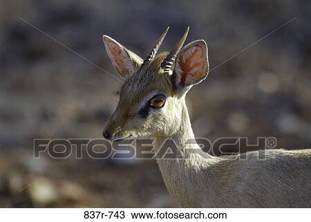 Close-up of a Dik-dik, Kenya View Large Photo Image Stock Image - Close-up of a Dik-dik, Kenya. Fotosearch