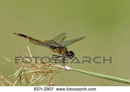 Close-up of a dragonfly on a twig View Large Photo Image Stock Photo - Close-up of a dragonfly on a twig. Fotosearch