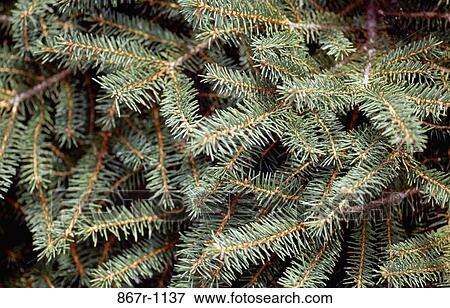 Close-up of a fir tree View Large Photo Image Stock Photo - Close-up of a fir tree. Fotosearch
