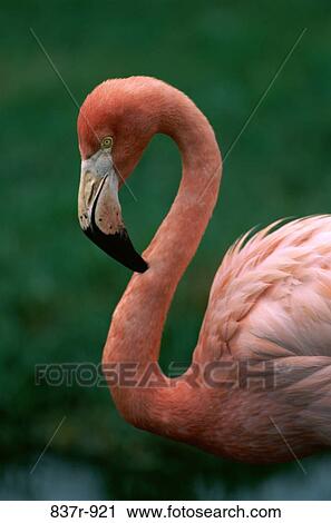 Close-up of a flamingo View Large Photo Image Stock Image - Close-up of a flamingo. Fotosearch