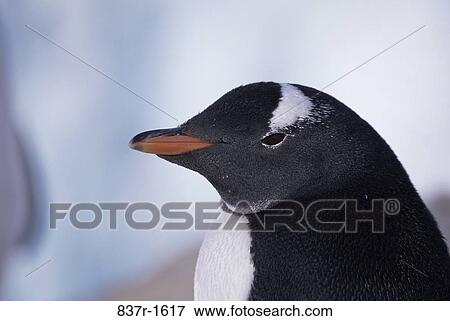 Close-up of a Gentoo Penguin View Large Photo Image Stock Photo - Close-up of a Gentoo Penguin. Fotosearch