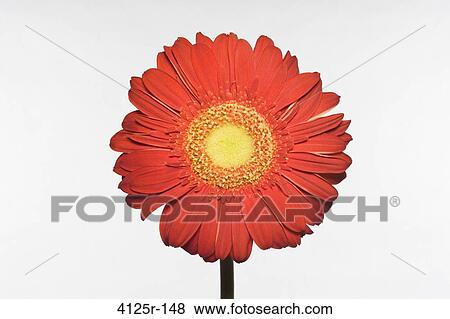 Close-up of a Gerbera Daisy flower View Large Photo Image Stock Photo - Close-up of a Gerbera Daisy flower. Fotosearch