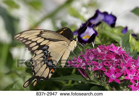 Close-up of a Giant Swallowtail Butterfly on flowers pollinating (Papilio cresphontes) View Large Photo Image Stock Photo - Close-up of a Giant Swallowtail Butterfly on flowers pollinating (Papilio cresphontes). Fotosearch
