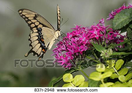Stock Photo - Close-up of a Giant Swallowtail Butterfly on flowers pollinating (Papilio cresphontes). Fotosearch