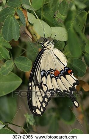 Stock Photograph - Close-up of a Giant Swallowtail Butterfly on a leaf (Papilio cresphontes). Fotosearch