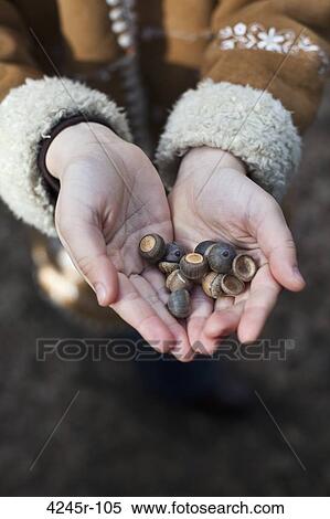 Close-up of a girl's hands holding acorns View Large Photo Image Stock Photography - Close-up of a girl's hands holding acorns. Fotosearch