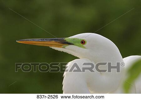 Stock Photograph - Close-up of a Great Egret. Fotosearch