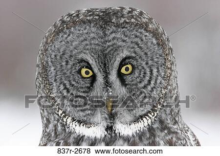 Stock Photo - Close-up of a Great Gray Owl (Strix nebulosa). Fotosearch