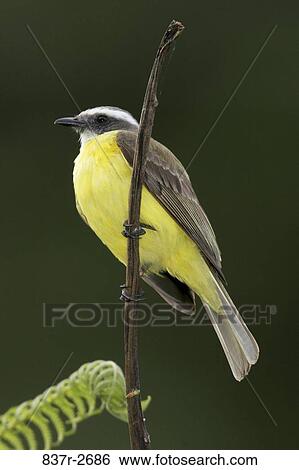 Close-up of a Great Kiskadee perching on a twig (Pitangus sulphuratus) View Large Photo Image Stock Photograph - Close-up of a Great Kiskadee perching on a twig (Pitangus sulphuratus). Fotosearch