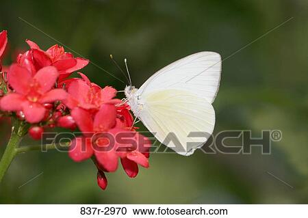 Stock Image - Close-up of a Great Southern White Butterfly on flowers pollinating (Ascia monuste). Fotosearch