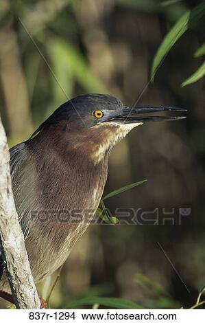 Picture - Close-up of a Green Heron. Fotosearch