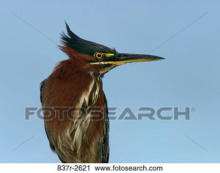 Close-up of a Green Heron View Large Photo Image Stock Image - Close-up of a Green Heron. Fotosearch