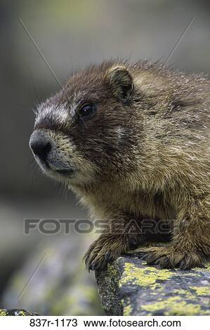 Close-up of a groundhog View Large Photo Image Stock Image - Close-up of a groundhog. Fotosearch