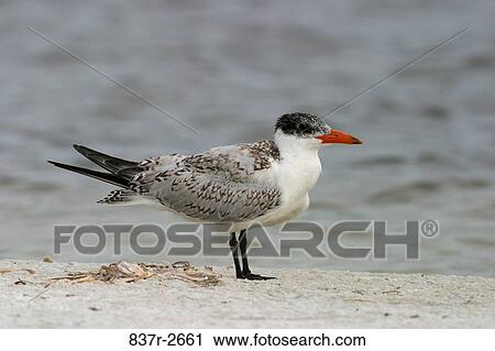 Stock Image - Close-up of a juvenile Caspian Tern perching on the beach (Sterna caspia). Fotosearch