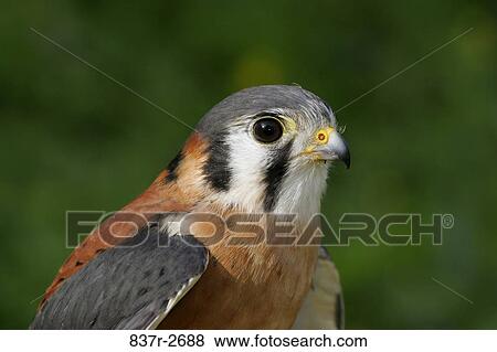 Stock Photo - Close-up of a kestrel. Fotosearch