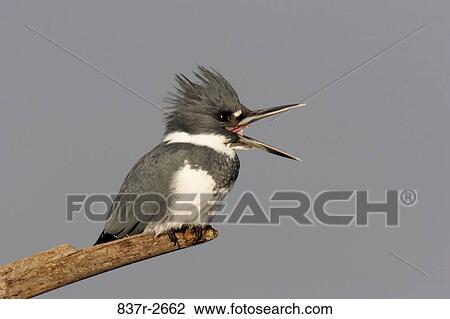 Close-up of a kingfisher perching on a branch View Large Photo Image Stock Image - Close-up of a kingfisher perching on a branch. Fotosearch