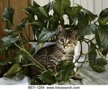 Close-up of a kitten standing between a potted plant View Large Photo Image Picture - Close-up of a kitten standing between a potted plant. Fotosearch