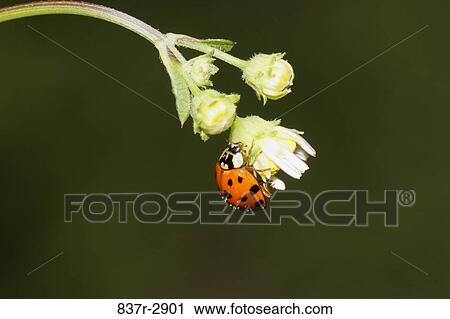 Close-up of a ladybug on a flower View Large Photo Image Stock Image - Close-up of a ladybug on a flower. Fotosearch