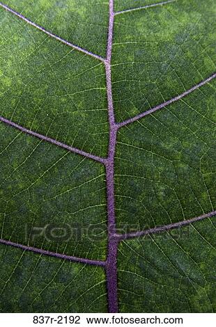 Stock Image - Close-up of a leaf. Fotosearch