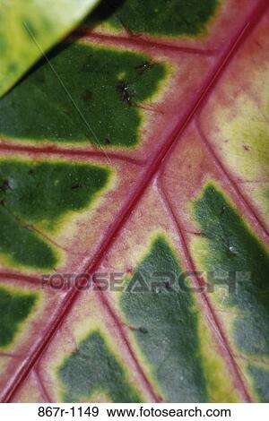 Stock Photo - Close-up of a leaf. Fotosearch