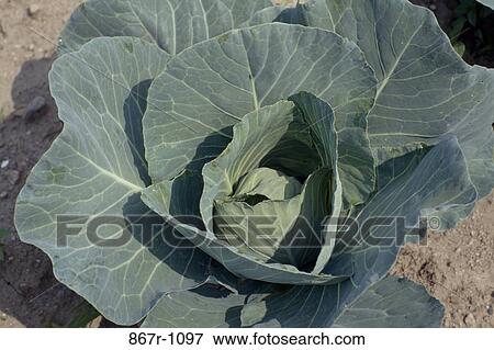 Close-up of a leafy cabbage View Large Photo Image Stock Photo - Close-up of a leafy cabbage. Fotosearch