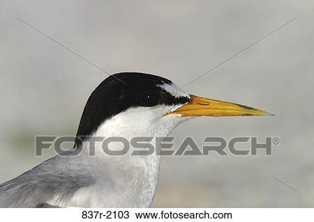 Stock Image - Close-up of a Least Tern. Fotosearch