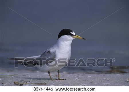 Stock Photography - Close-up of a Least Tern. Fotosearch