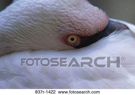 Stock Image - Close-up of a Lesser Flamingo. Fotosearch
