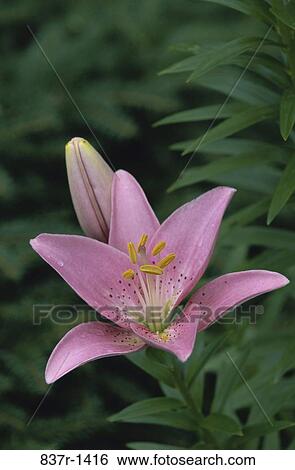 Stock Photograph - Close-up of a lily. Fotosearch
