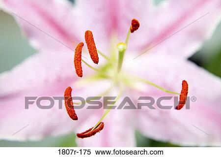 Close-up of a Lily View Large Photo Image Stock Photography - Close-up of a Lily. Fotosearch