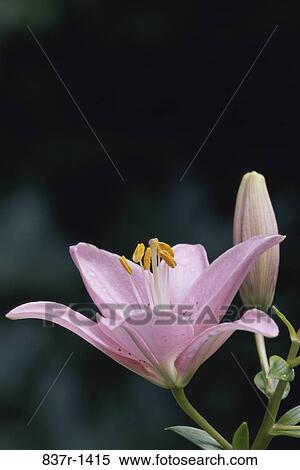 Stock Photography - Close-up of a lily. Fotosearch