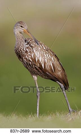 Close-up of a limpkin in a field (Aramus guarauna) View Large Photo Image Stock Photo - Close-up of a limpkin in a field (Aramus guarauna). Fotosearch