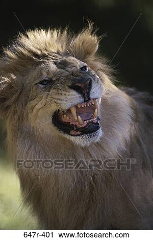 Close-up of a lion roaring View Large Photo Image Stock Image - Close-up of a lion roaring. Fotosearch