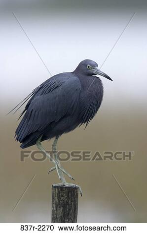 Close-up of a Little Blue Heron View Large Photo Image Stock Image - Close-up of a Little Blue Heron. Fotosearch