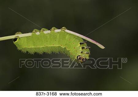 Close-up of a Luna Moth Caterpillar on a twig (Actias luna) View Large Photo Image Stock Photo - Close-up of a Luna Moth Caterpillar on a twig (Actias luna). Fotosearch