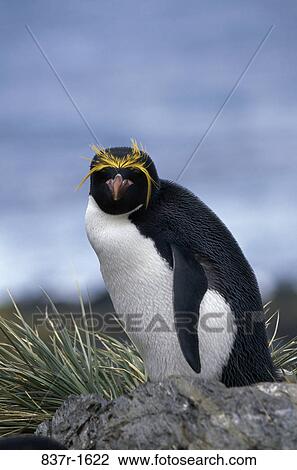 Close-up of a Macaroni Penguin View Large Photo Image Stock Image - Close-up of a Macaroni Penguin. Fotosearch