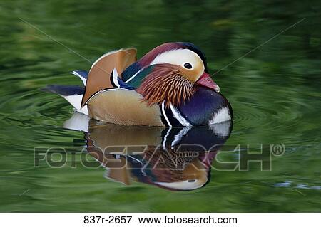 Close-up of a Mandarin Duck in water (Aix galericulata) View Large Photo Image Stock Photo - Close-up of a Mandarin Duck in water (Aix galericulata). Fotosearch