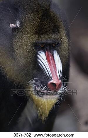Stock Image - Close-up of a mandrill. Fotosearch
